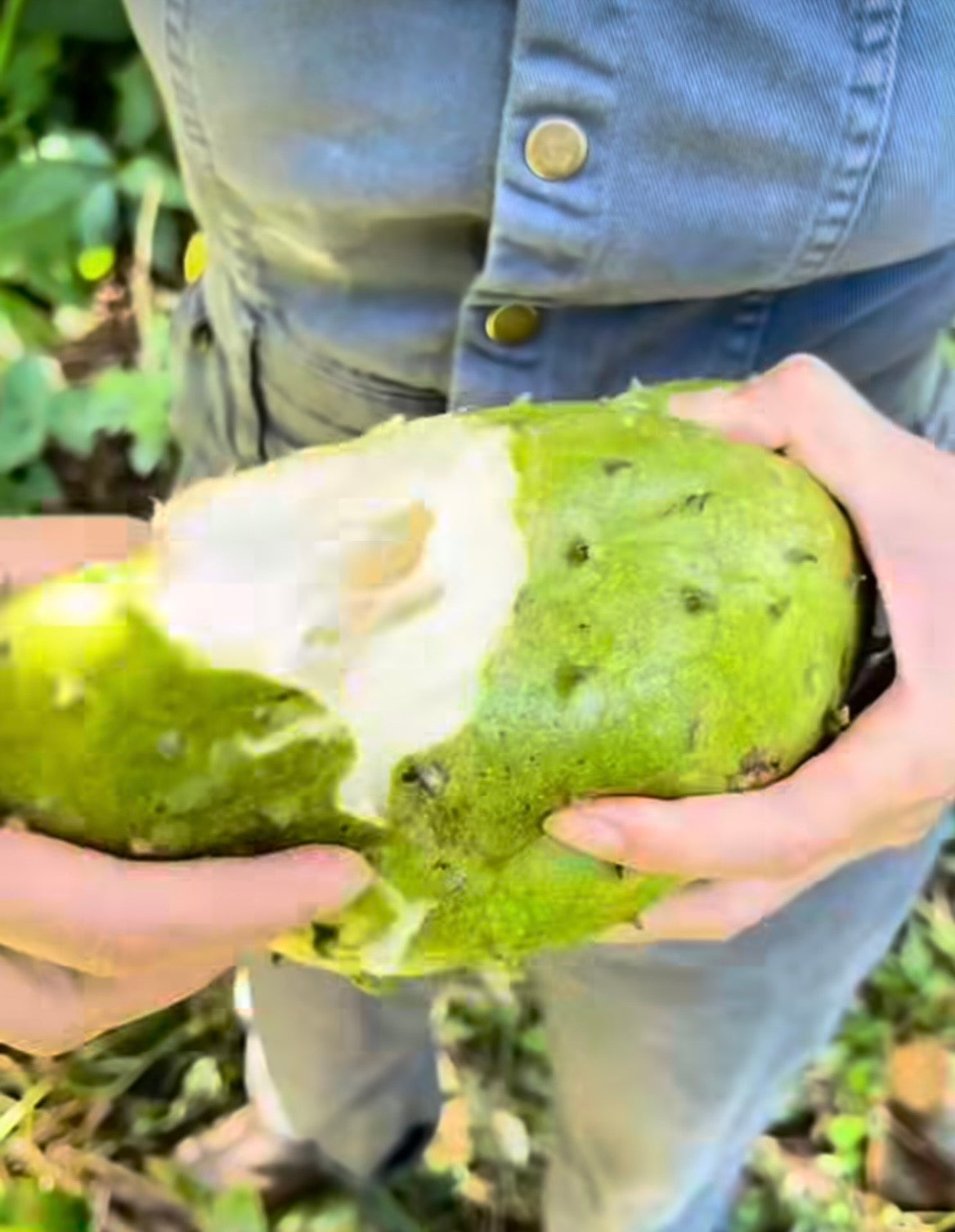 Black Sapote (Chocolate Pudding Fruit) - Certified Organic