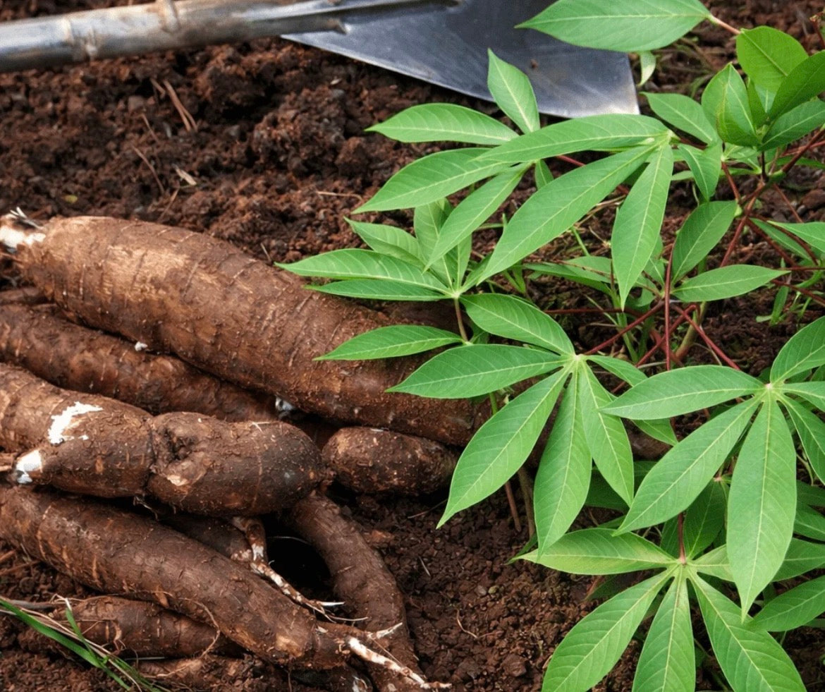 Cassava (Certified Organic)