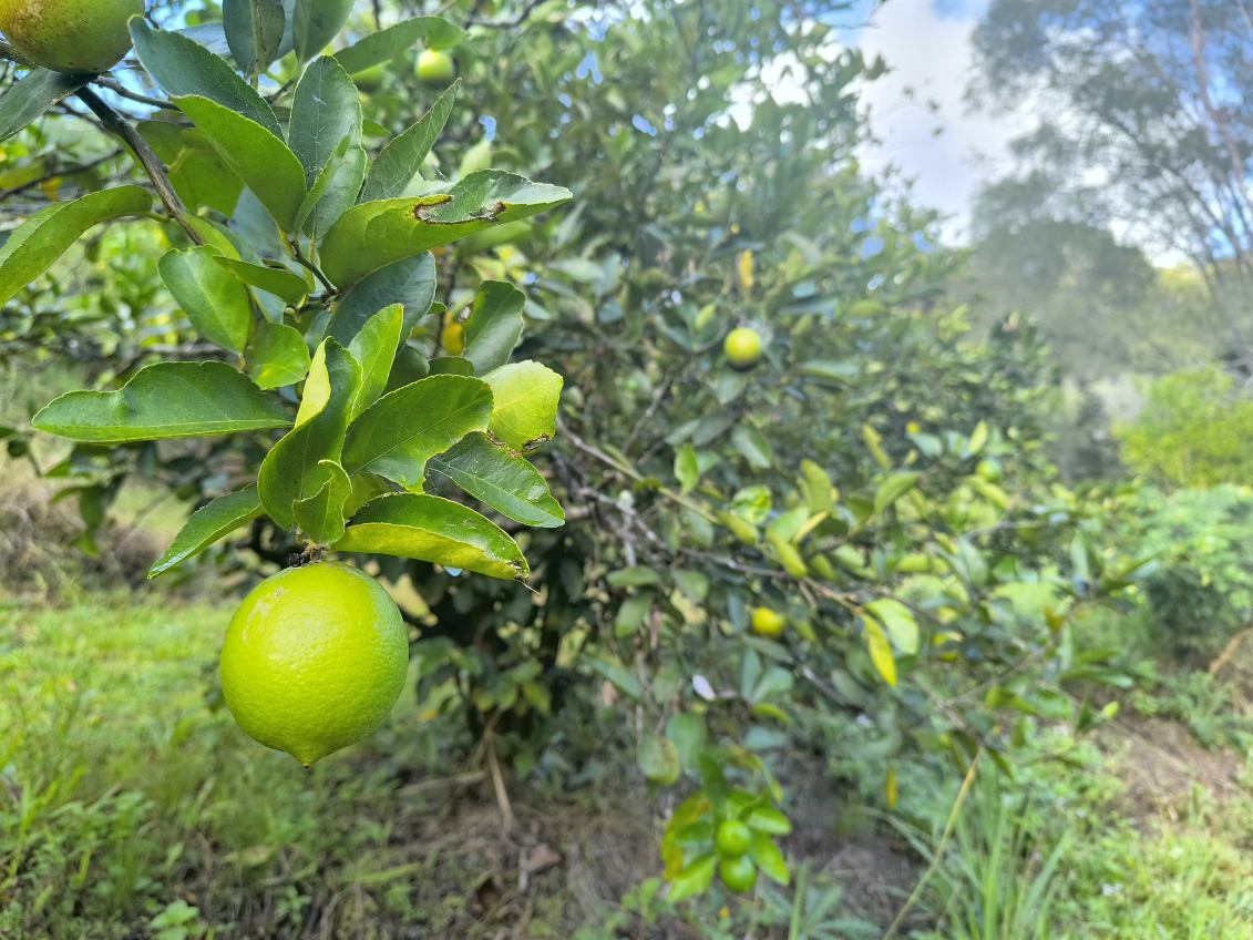 Limes - Locally Grown