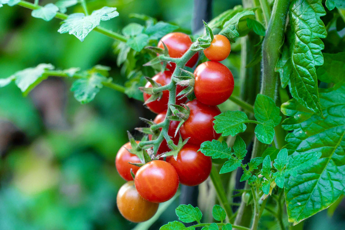 Tomatoes (Cherry) 200g - New Season - Certified Organic