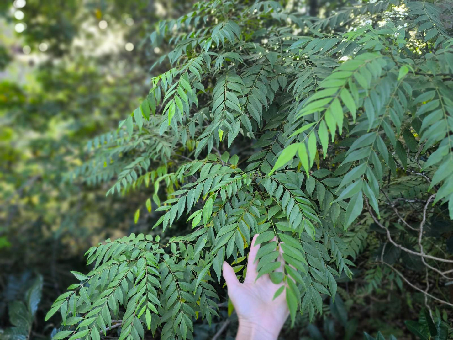Curry Leaves - Locally Grown