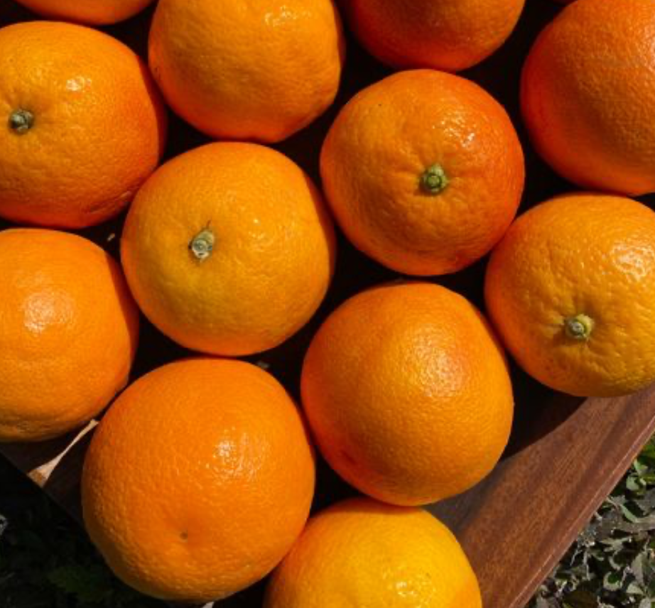 Oranges 1KG - Spray Free & Local