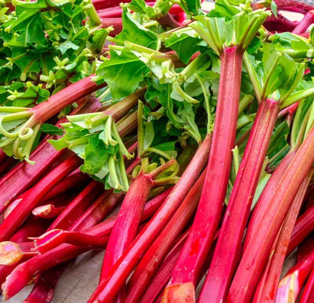 Rhubarb Bunch - Certified Organic
