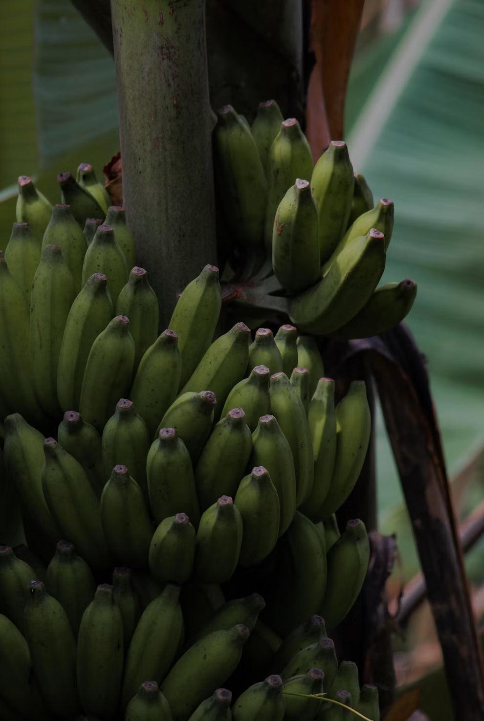 Bananas (Cavendish) 1kg - Certified Organic
