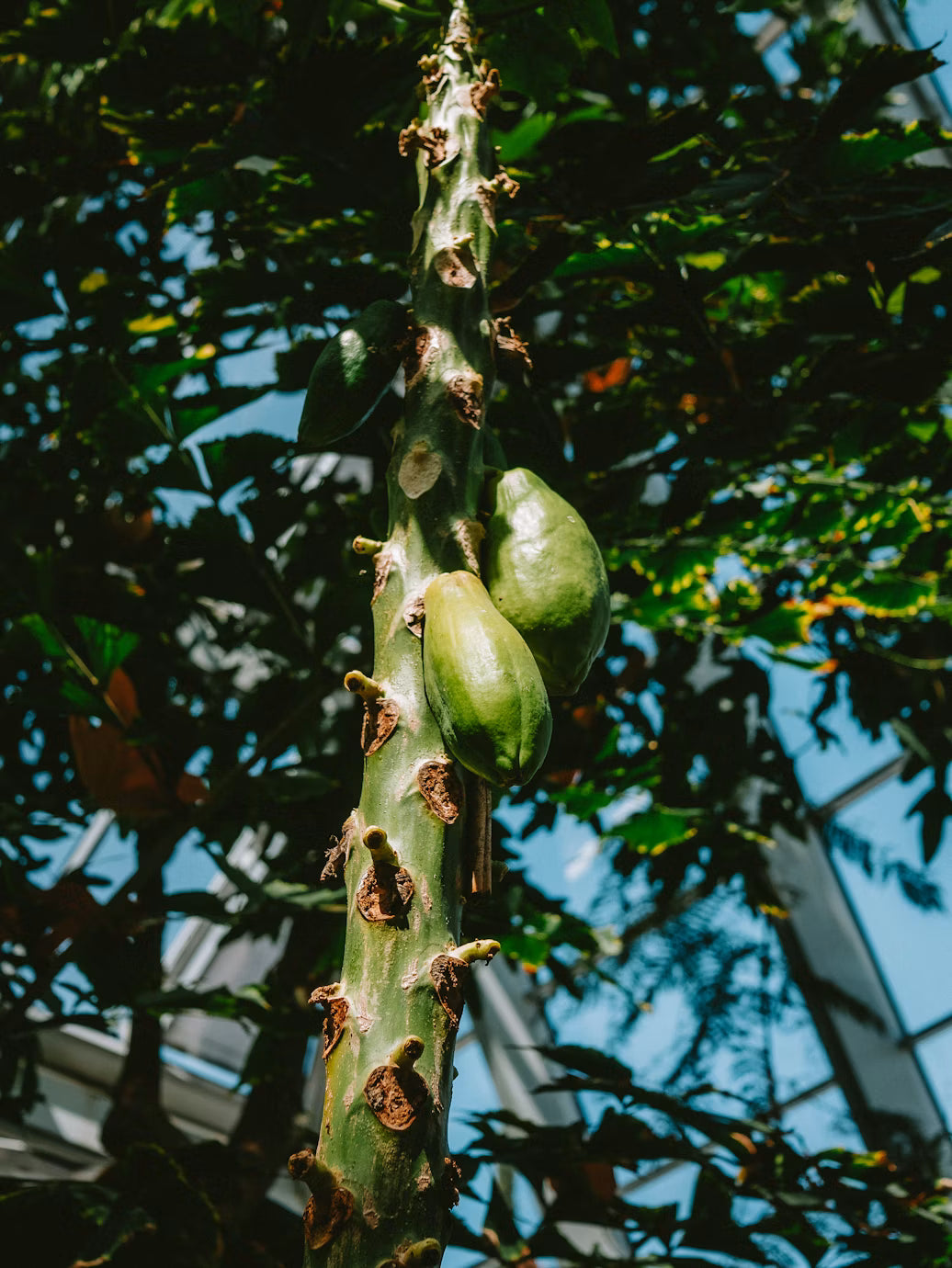Green Papaya - Certified Organic