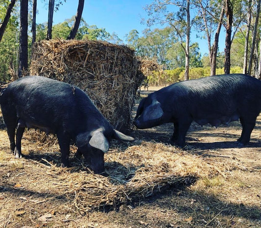 Meet our pork producer: Hogan Farms