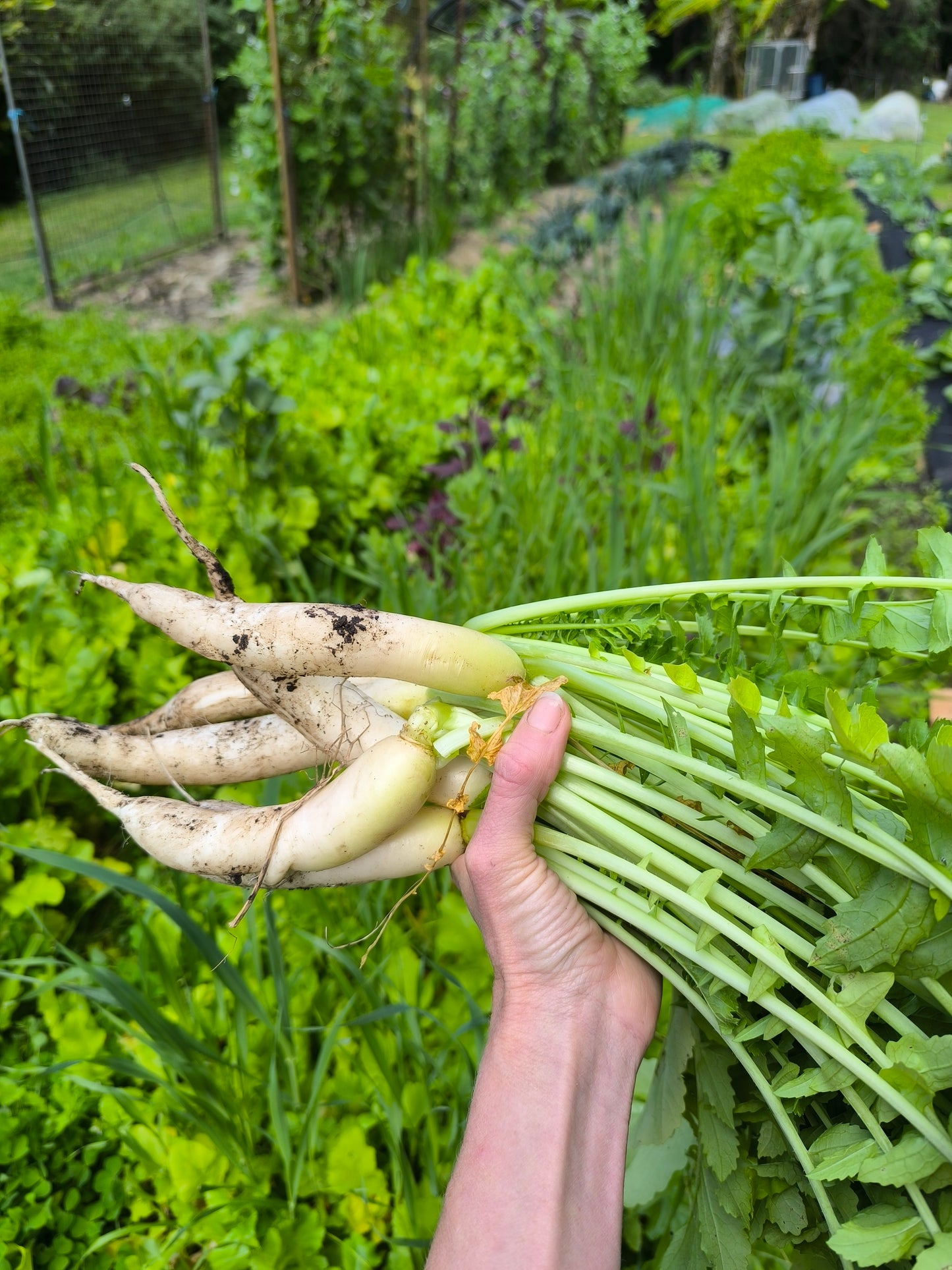 Spring Ferments Workshop & Farm Tour | 20 September | Pigface Farm x CVO