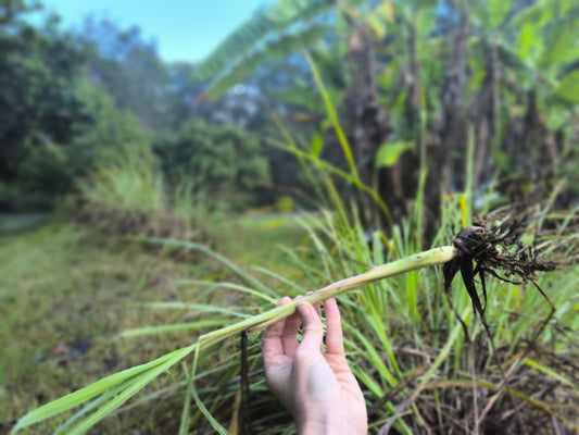Lemongrass - Locally Grown