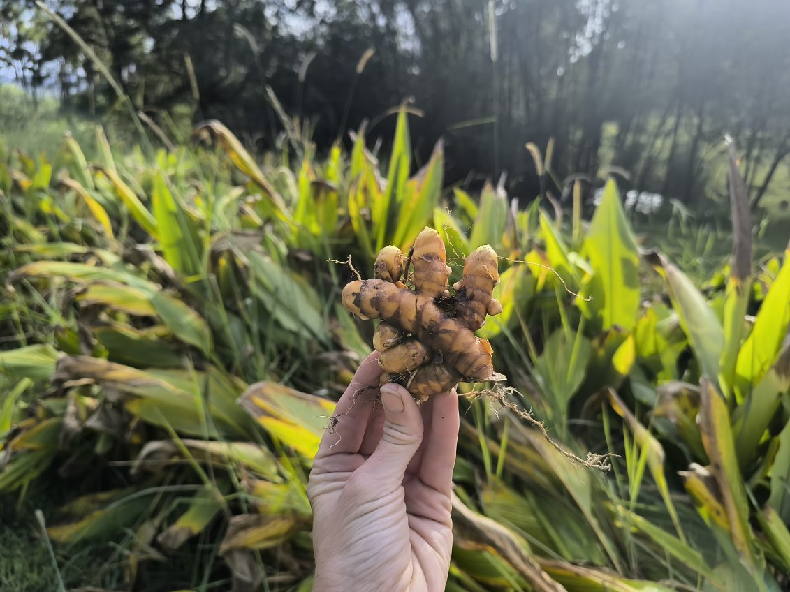 Fresh Turmeric - 100g - Locally Grown