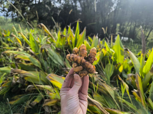 Fresh Turmeric - 100g - Locally Grown