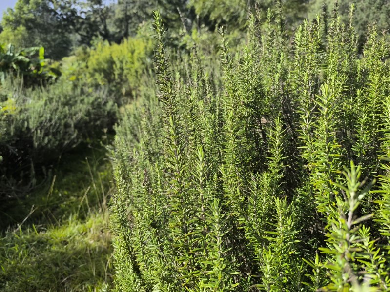 Rosemary - Locally Grown