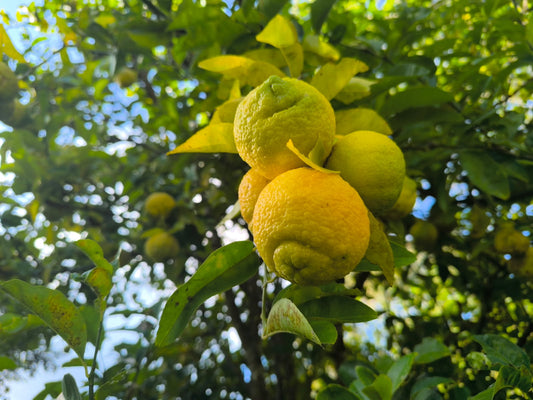 Bush Lemons - 1kg - Locally Grown