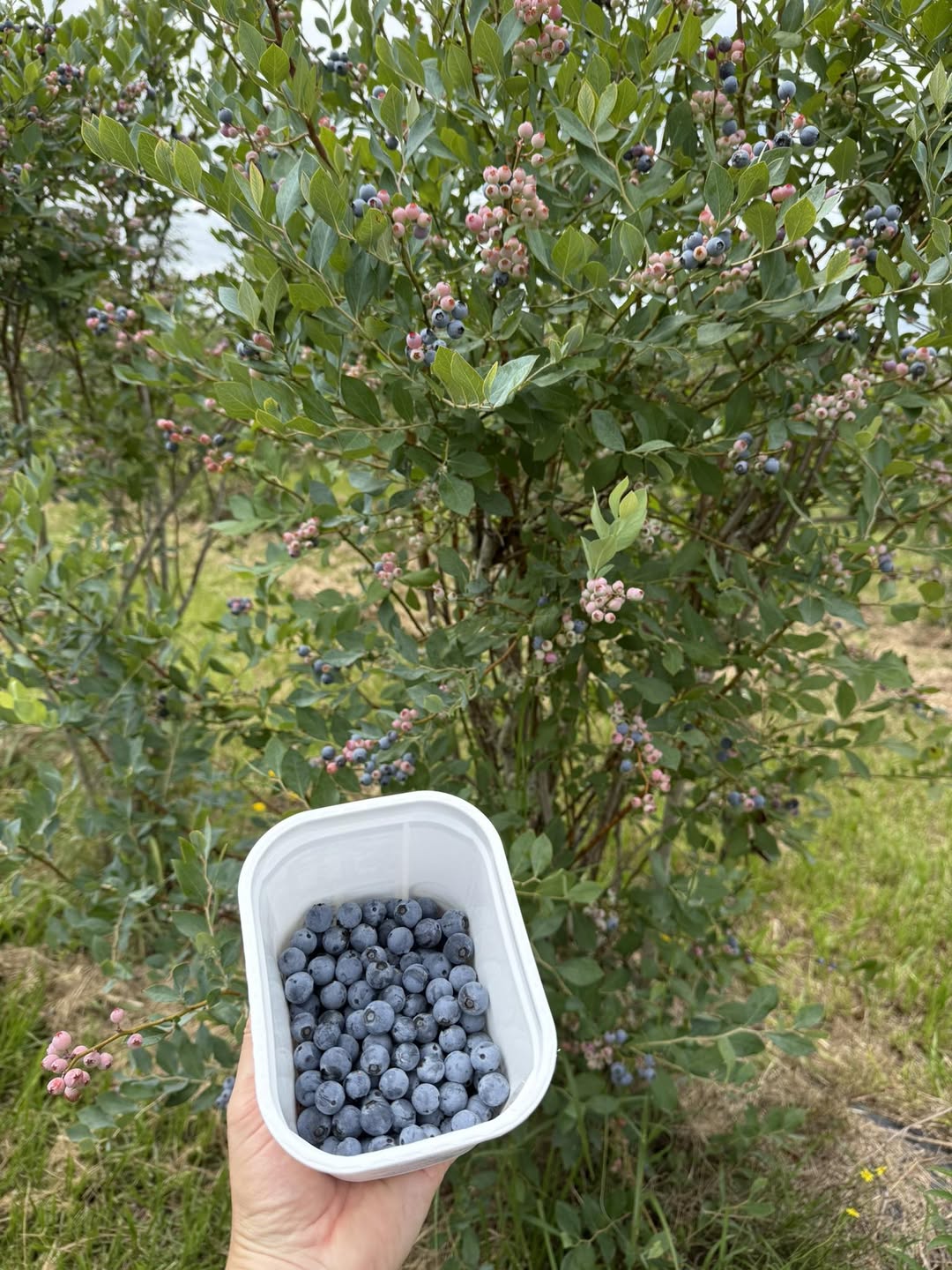 Blueberries (Punnet) - Certified Organic