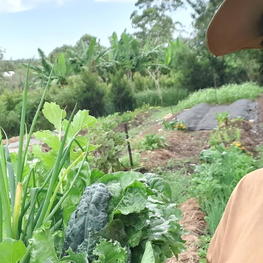 Autumn Immunity Workshop & Farm Tour | Pigface Farm x Clarence Valley Organics