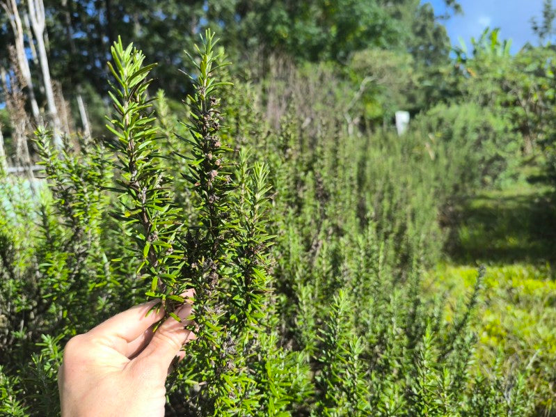 Rosemary - Locally Grown
