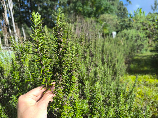 Rosemary - Locally Grown