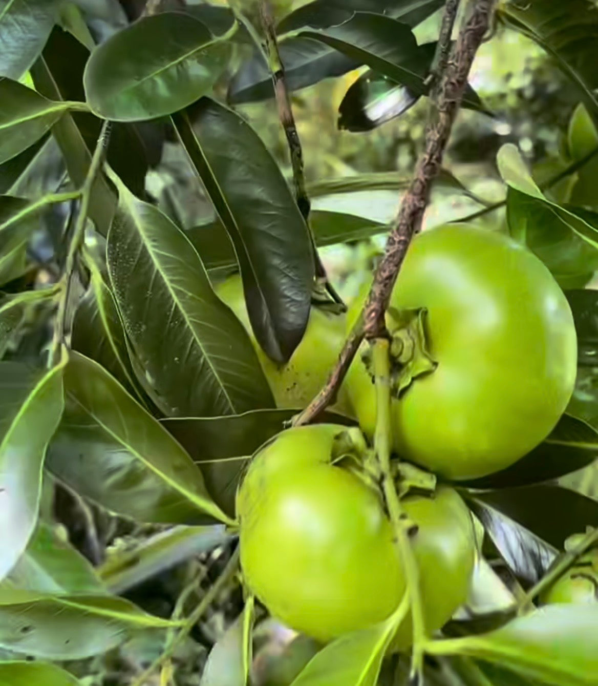 Black Sapote (Chocolate Pudding Fruit) - Certified Organic