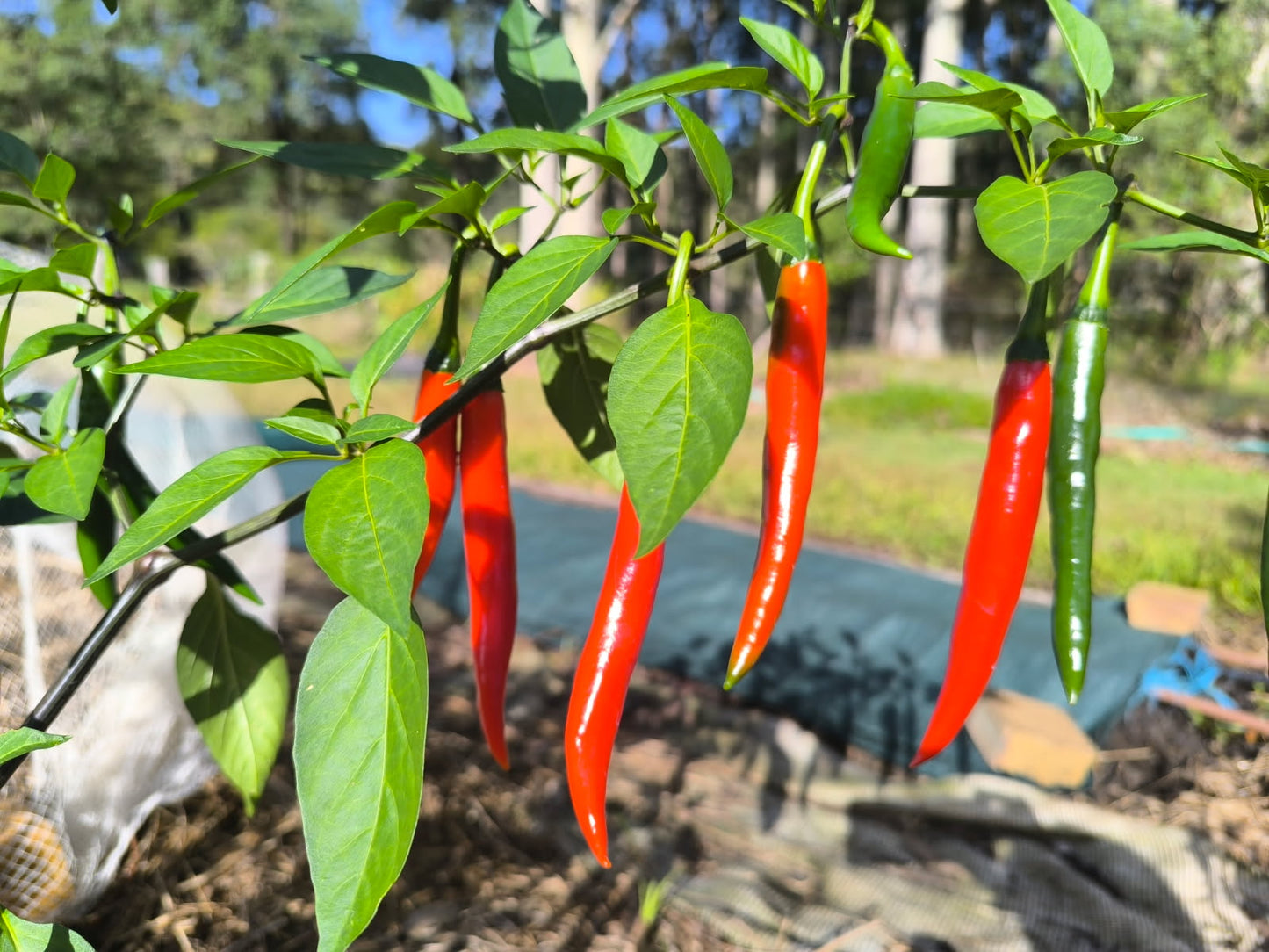 Chillies Red 100g - Locally Grown