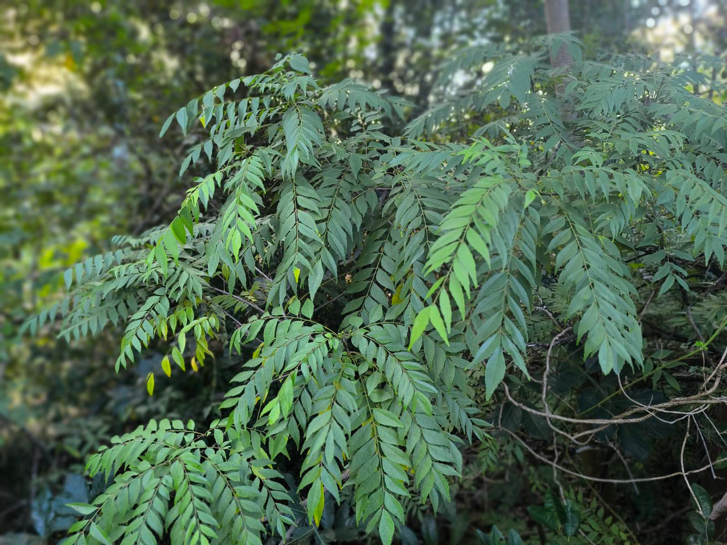 Curry Leaves - Locally Grown