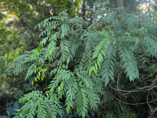 Curry Leaves - Locally Grown