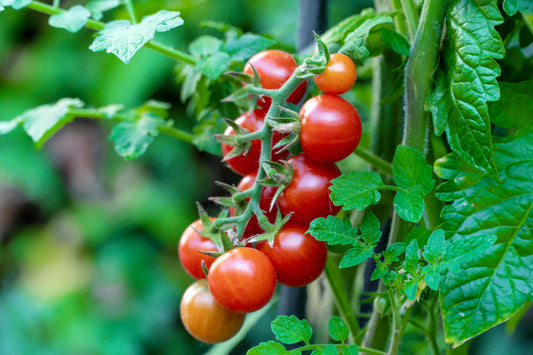 Tomatoes (Cherry) 200g - New Season - Certified Organic