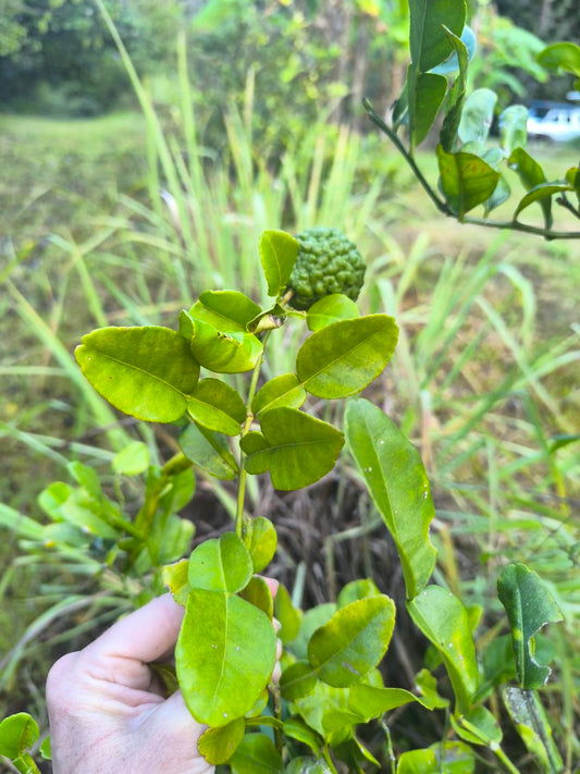 Kaffir Lime Leaves - Locally Grown