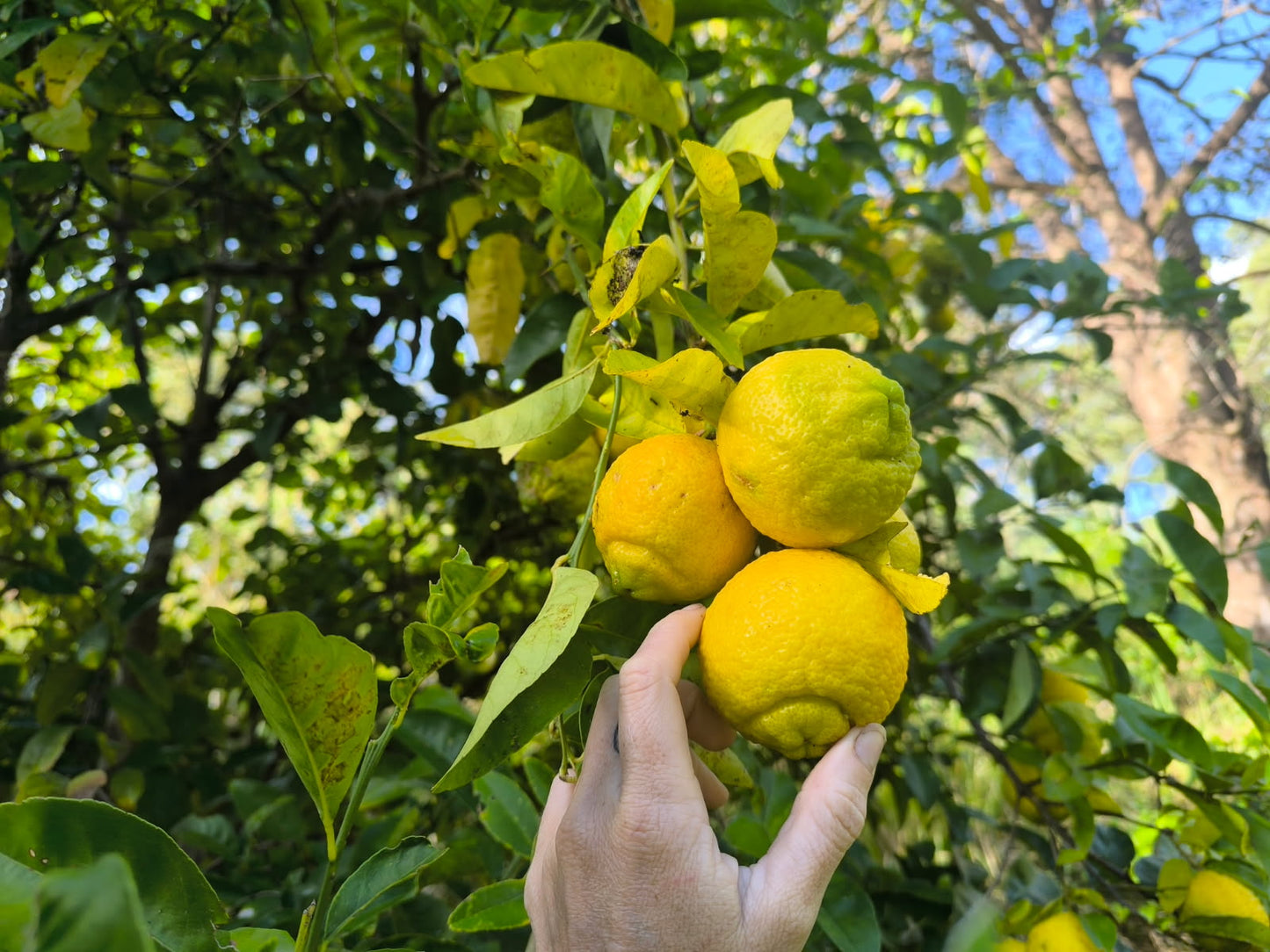 Bush Lemons - 1kg - Locally Grown