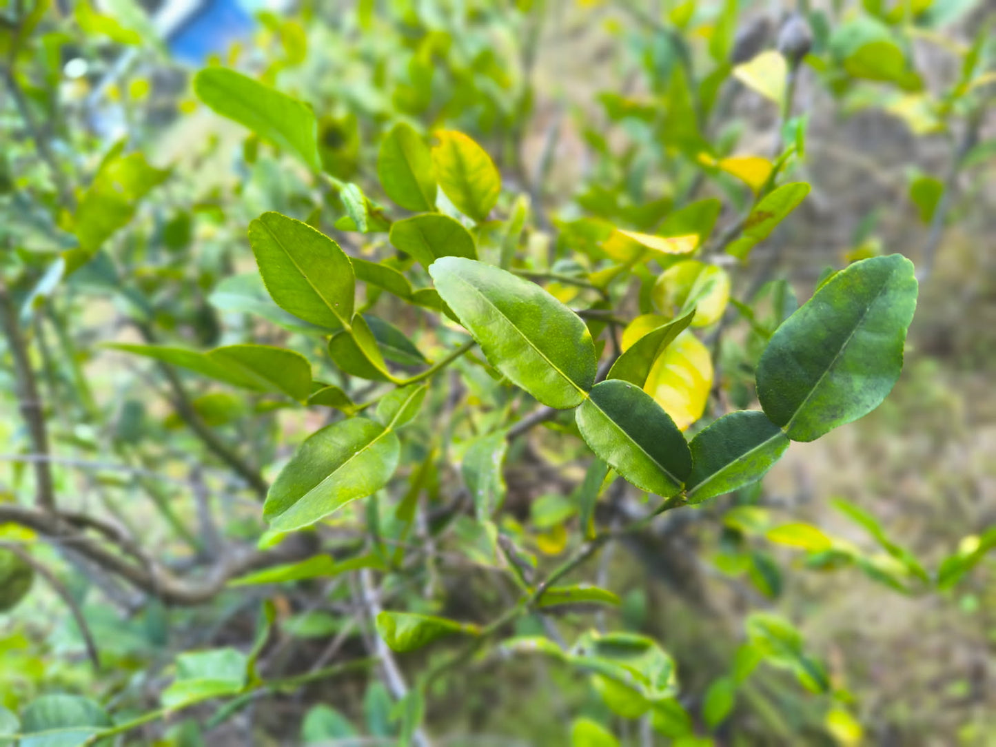 Kaffir Lime Leaves - Locally Grown
