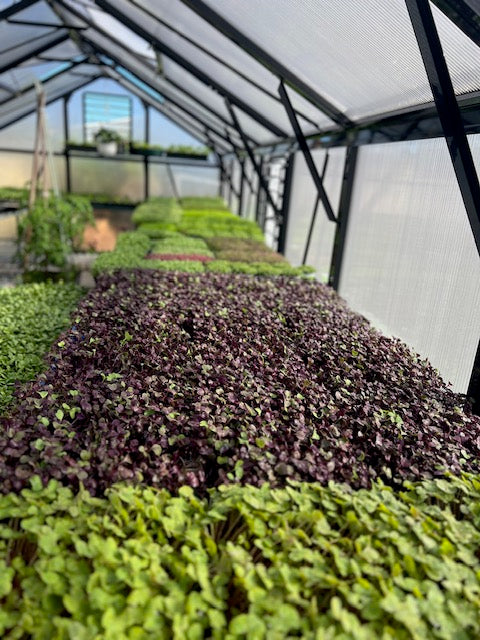 Sunflower & Radish Microgreens Mix