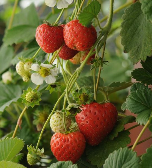 Strawberries - Certified Organic