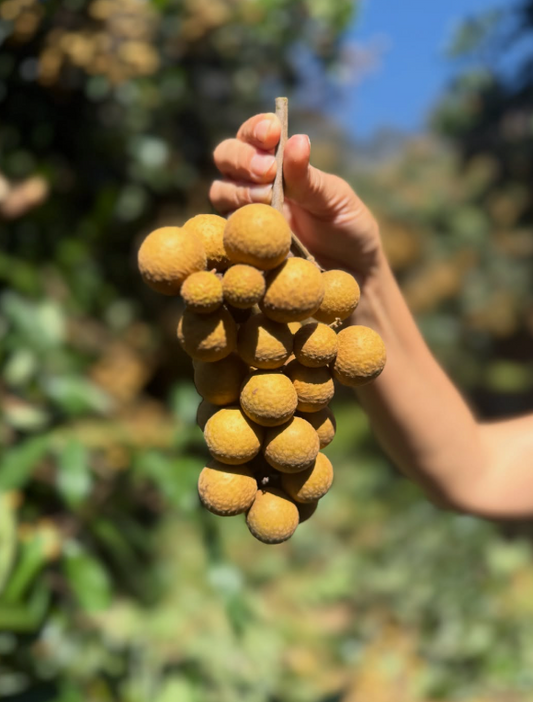 Longans (Long Nhan) - Certified Organic