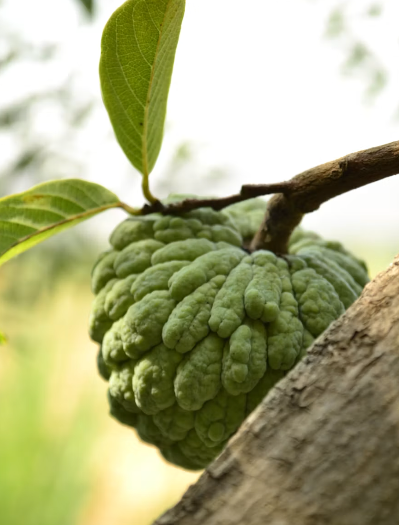 Custard Apple - 400g - Certified Organic (limited availability)