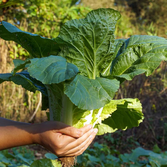 Savoy Cabbage - Certified Organic