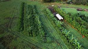 Dozen Organic Eggs: Misty Creek Agroforestry