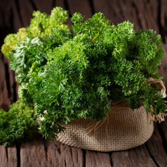 Curly Parsley - Local Grown
