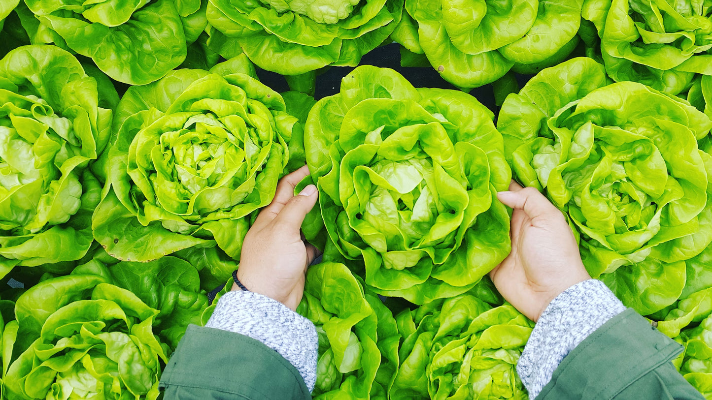 Lettuce - Certified Organic