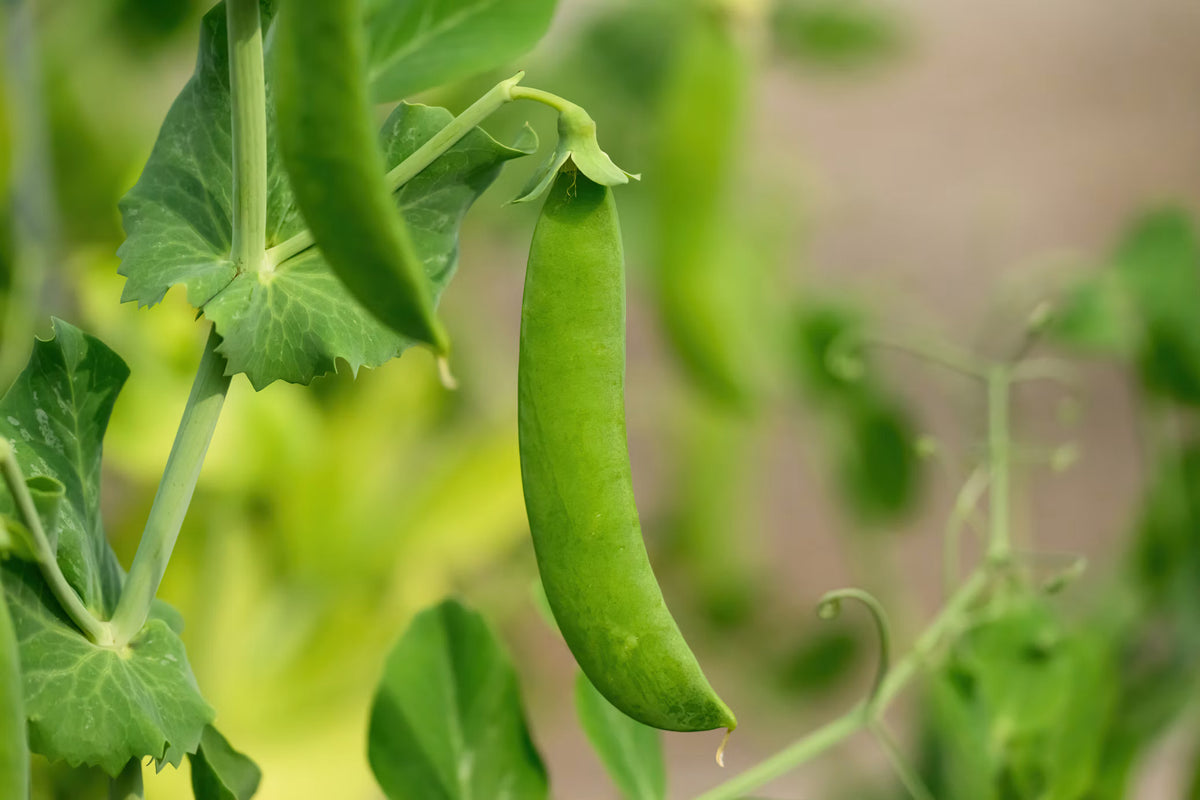 Sugar Snap Peas 250g - Certified Organic