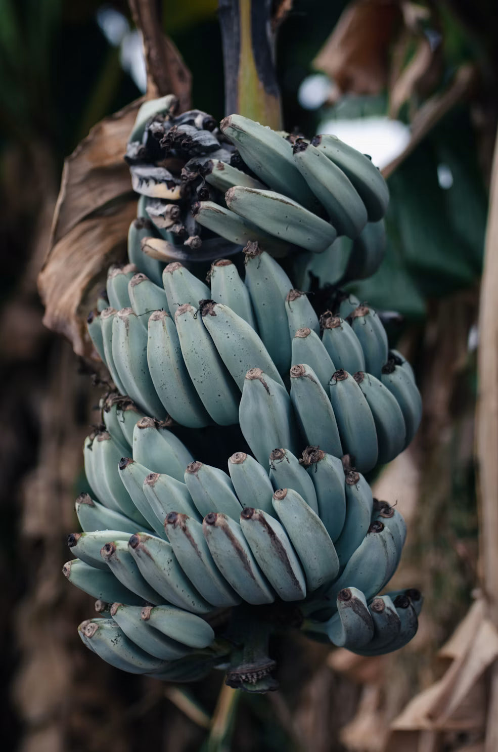 Blue Java Banana's - 1kg - Certified Organic