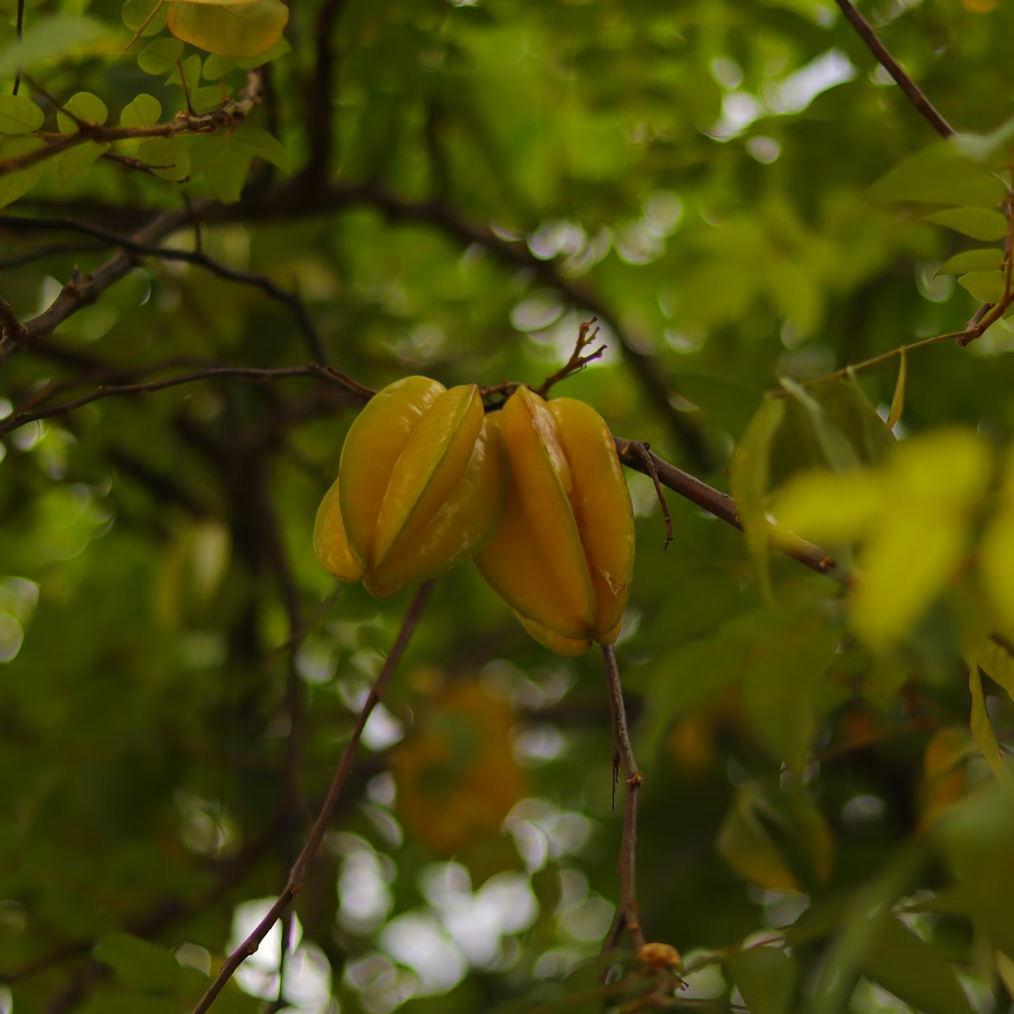 Starfruit - Certified Organic - 500g