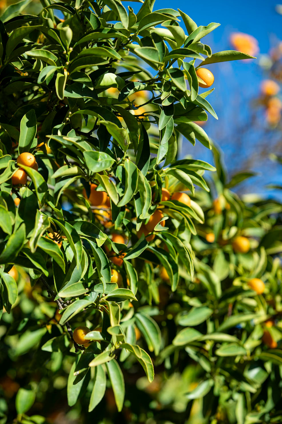 Kumquats - Certified Organic