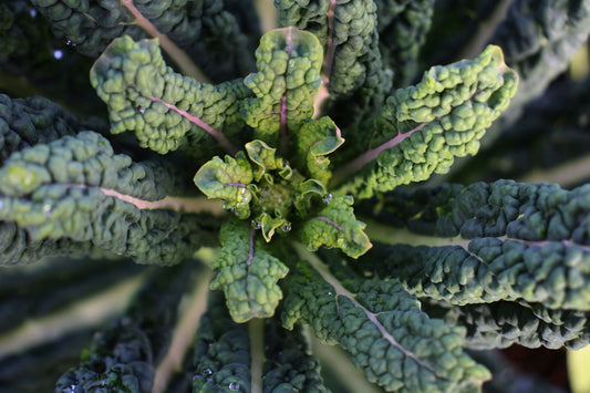 Kale Bunch (Black) - Certified Organic