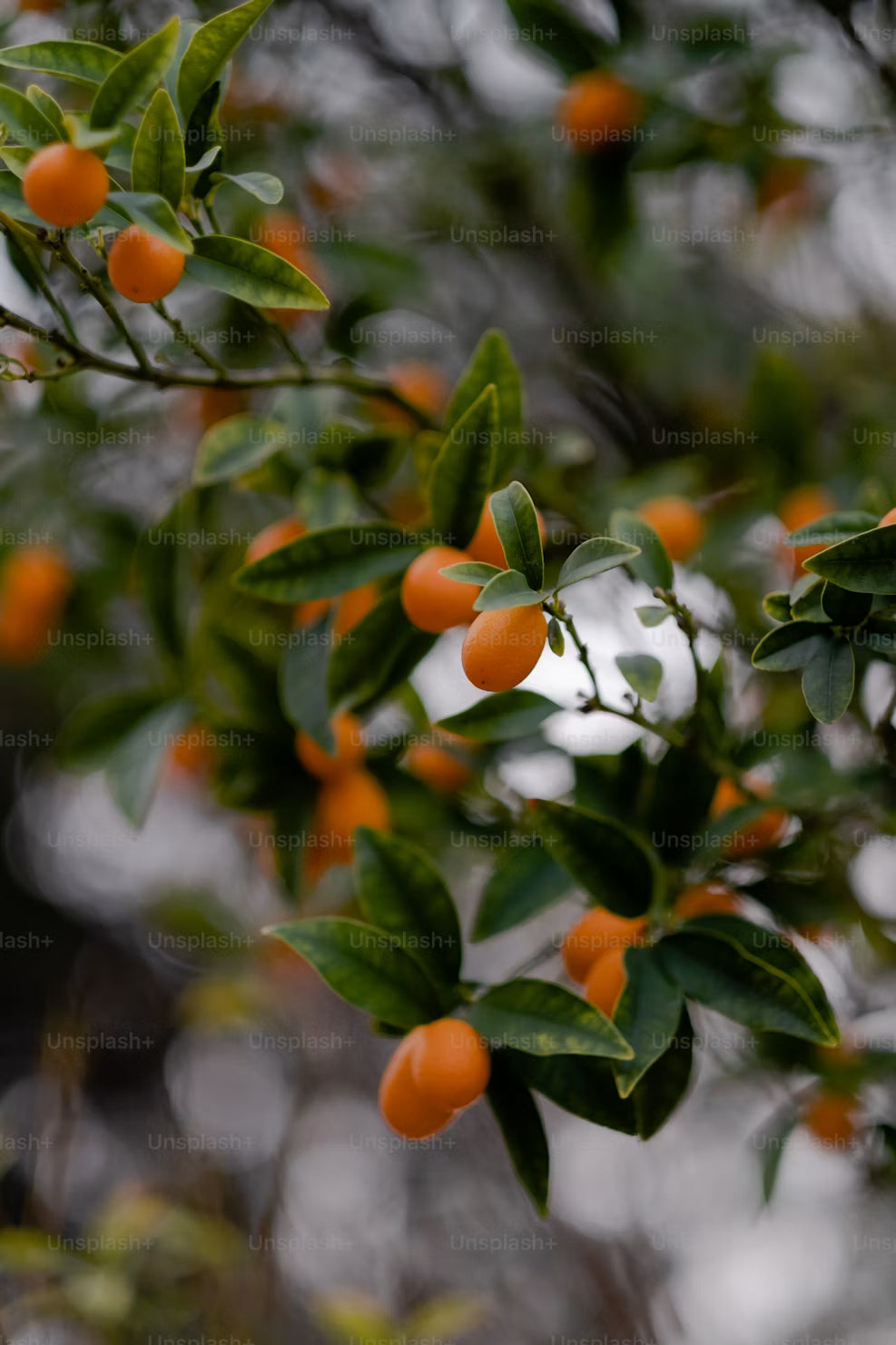 Kumquats - Certified Organic