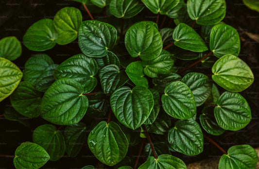 Betel Leaf (La Lot) - Bunch - Certified Organic