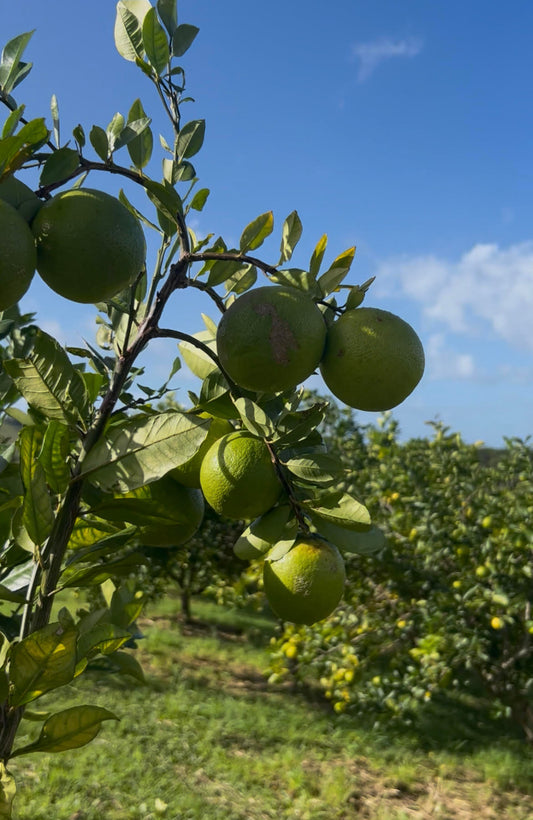 Lemonade Fruit - Certified Organic