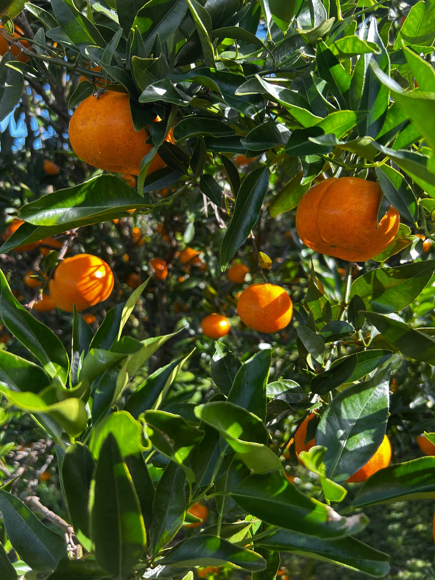 Mandarin - Certified Organic