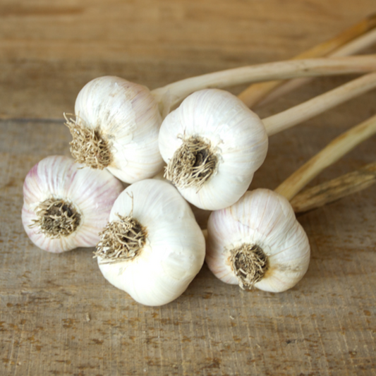 Certified Organic Russian Garlic